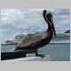 15. een knappe pelikaan voor een knap cruiseship.JPG